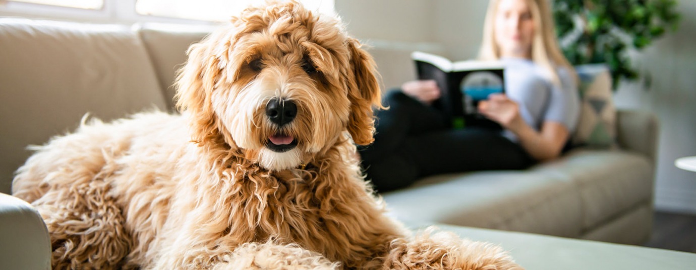 Petfriendly apartments in Bowling Green, KY The Cove